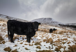 How Our Organic Colostrum is Produced