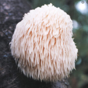 Shaggy wild mushroom Lions Mane.